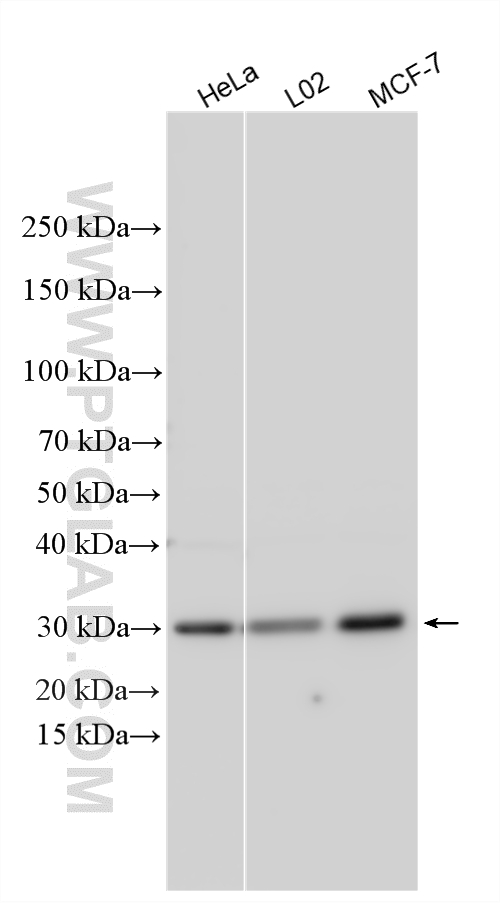 Western Blot (WB) analysis of various lysates using REEP3 Polyclonal antibody (23140-1-AP)