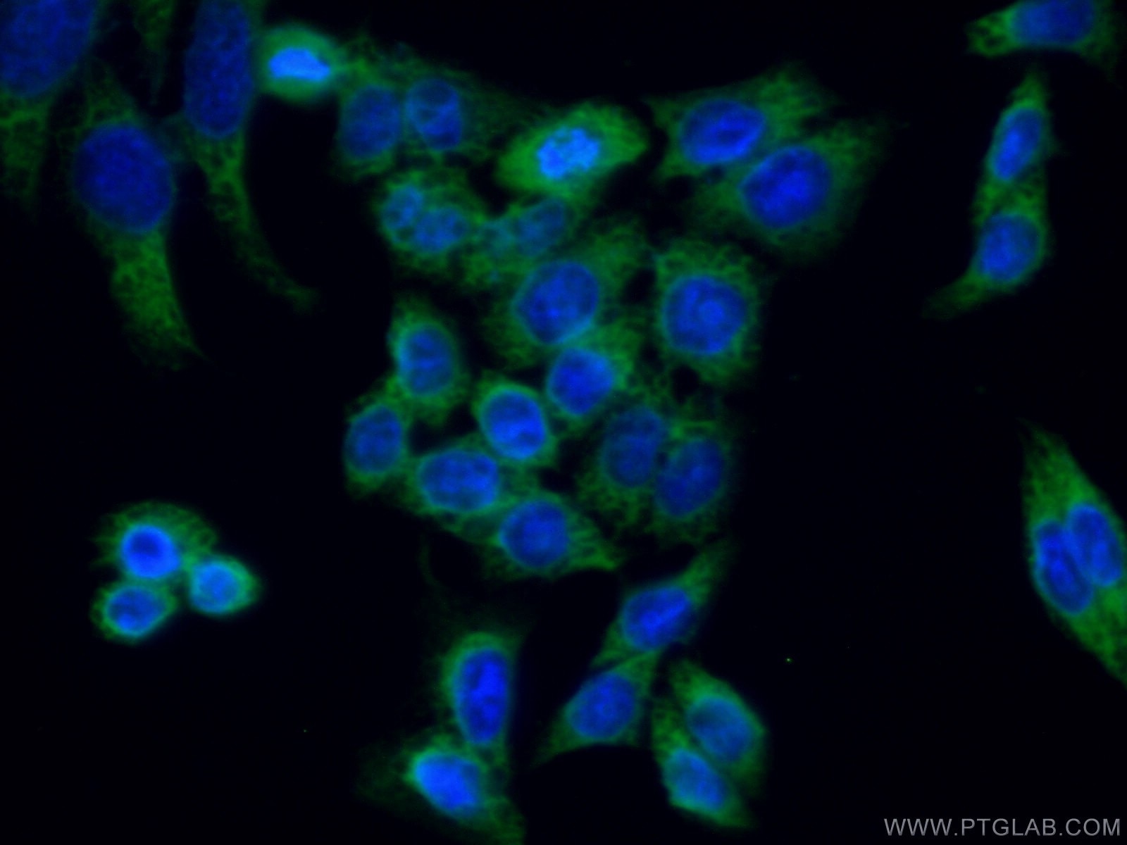 IF Staining of HeLa using 26650-1-AP