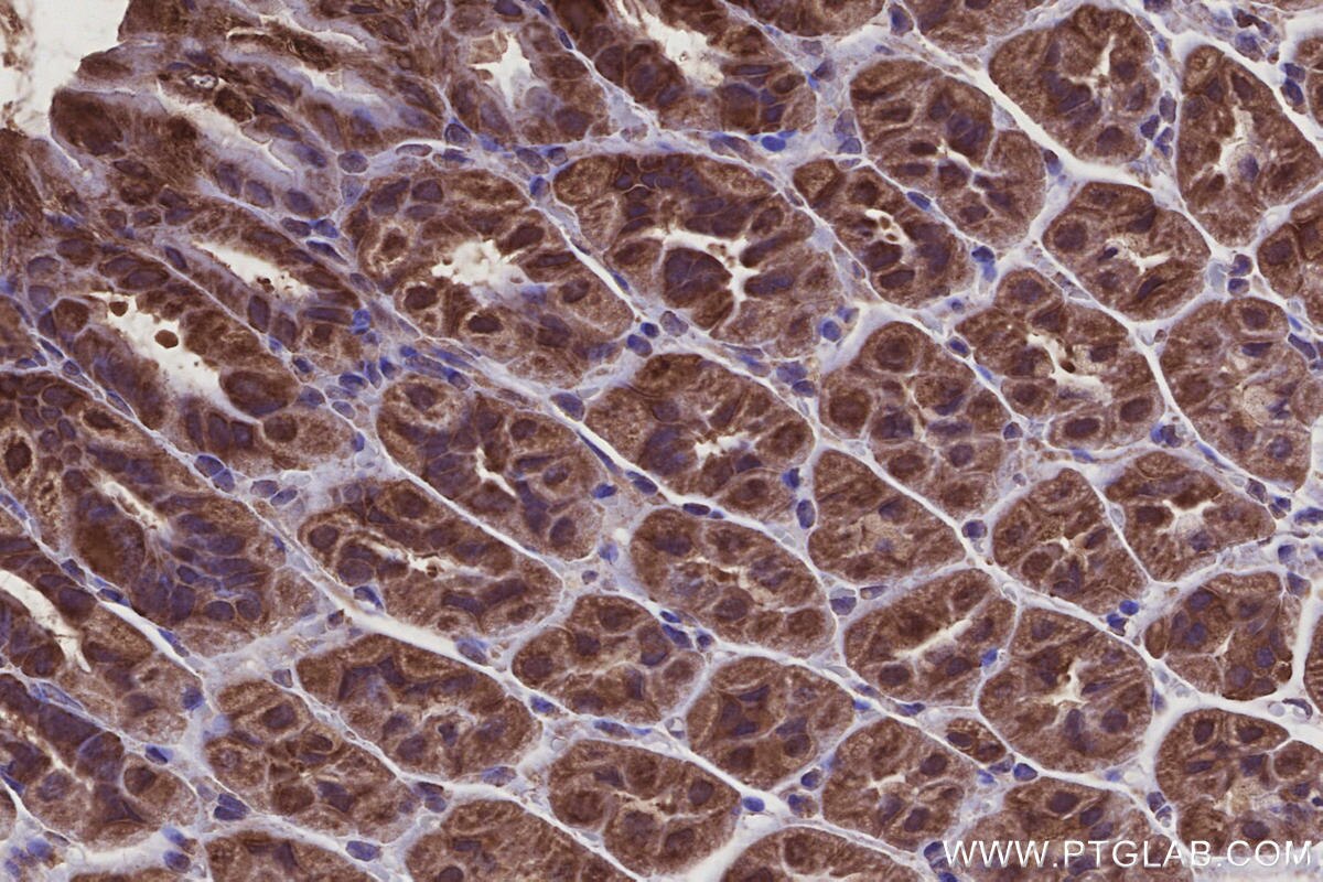 Immunohistochemistry (IHC) staining of mouse stomach tissue using REEP4 Polyclonal antibody (26650-1-AP)