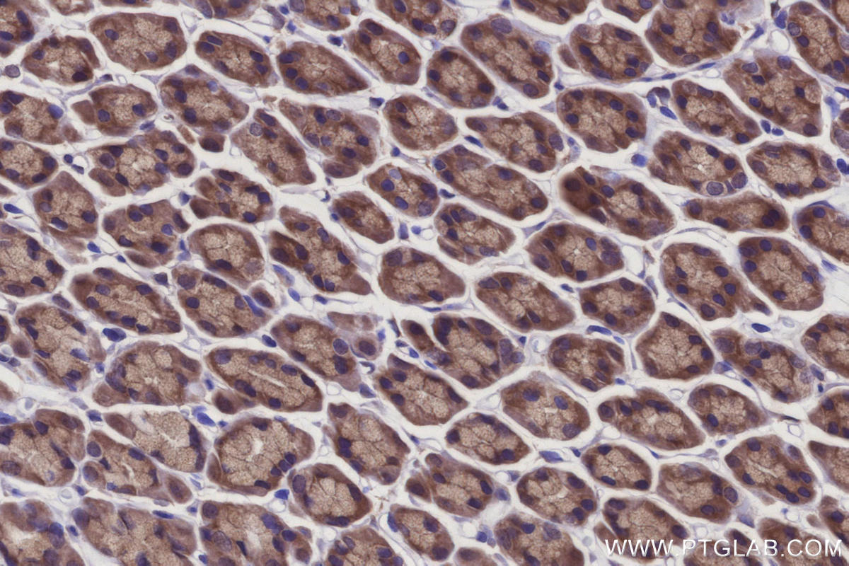 Immunohistochemistry (IHC) staining of rat stomach tissue using REEP4 Polyclonal antibody (26650-1-AP)