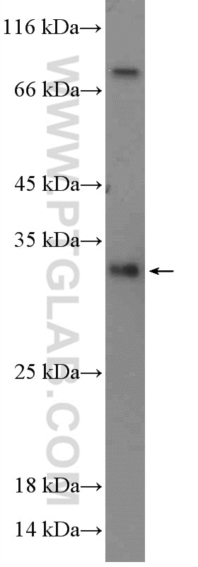 Western Blot (WB) analysis of rat testis tissue using REEP4 Polyclonal antibody (26650-1-AP)