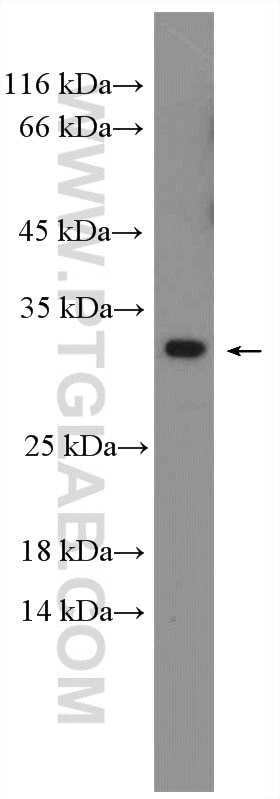 Western Blot (WB) analysis of mouse testis tissue using REEP4 Polyclonal antibody (26650-1-AP)