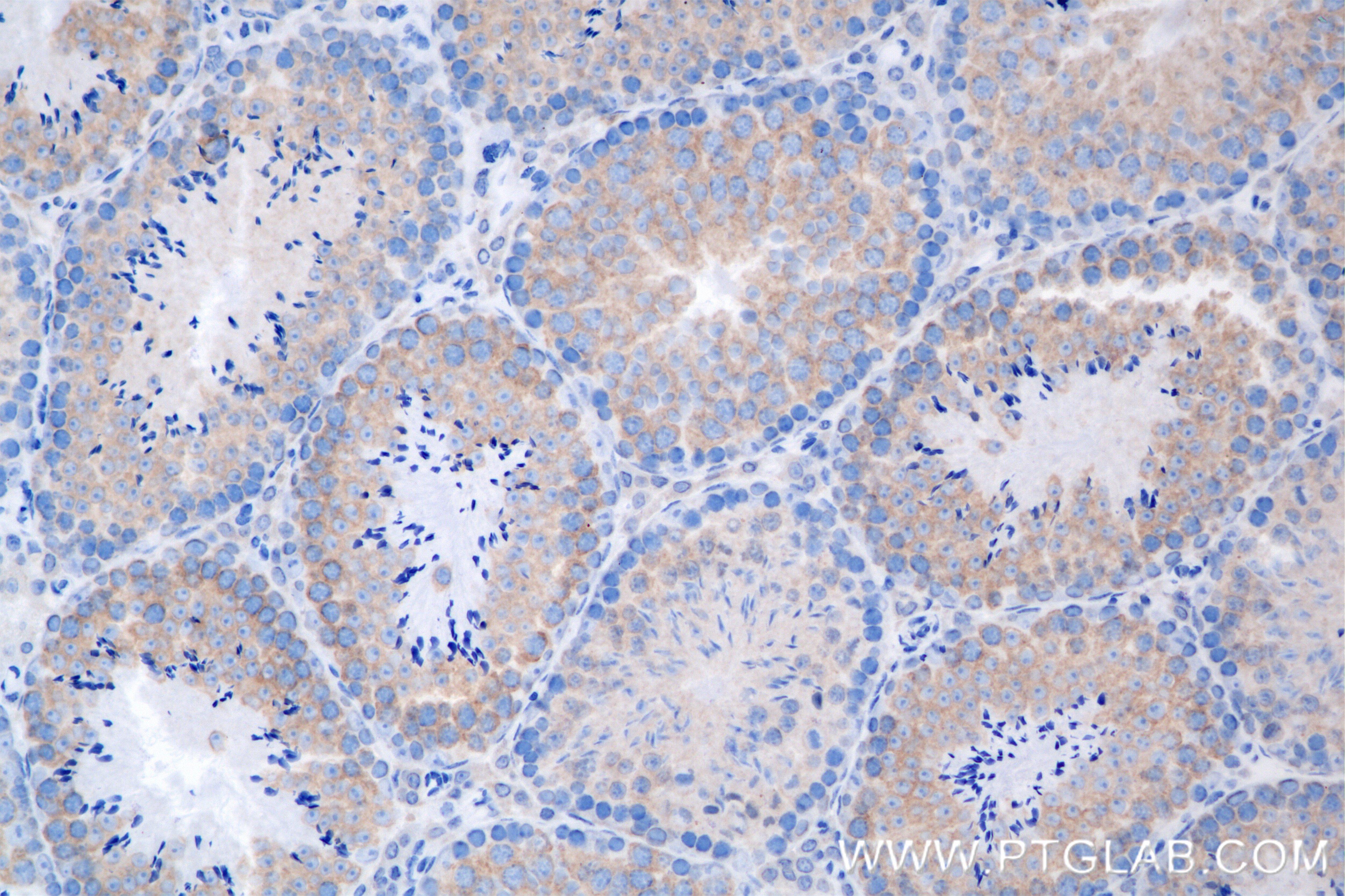 Immunohistochemistry (IHC) staining of mouse testis tissue using REEP4 Recombinant antibody (86164-2-RR)