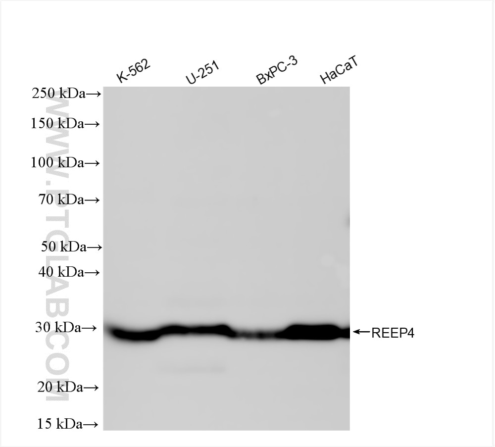 Western Blot (WB) analysis of various lysates using REEP4 Recombinant antibody (86164-2-RR)