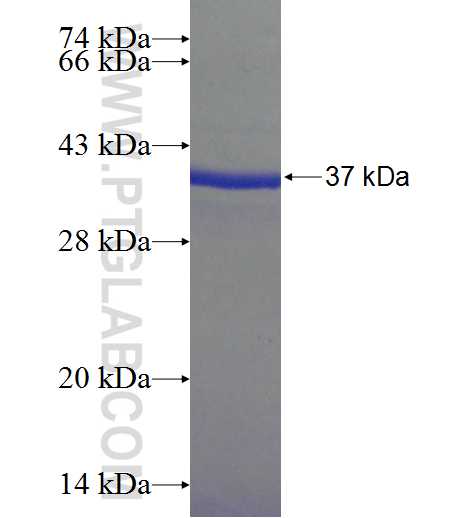 REEP4 fusion protein Ag24569 SDS-PAGE