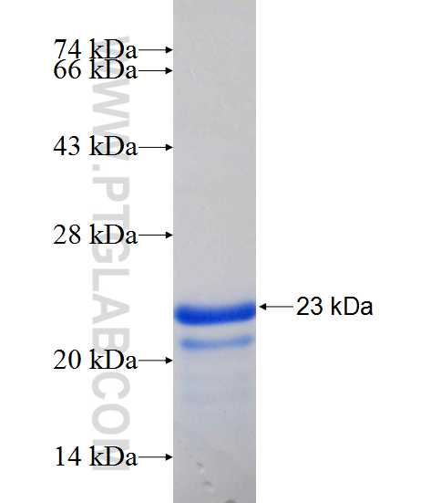 REEP4 fusion protein Ag24607 SDS-PAGE