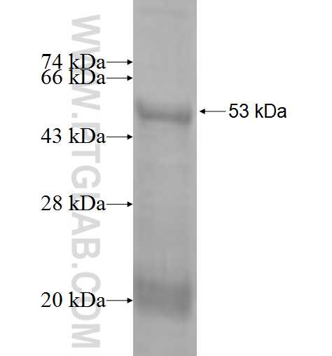 REEP4 fusion protein Ag2953 SDS-PAGE