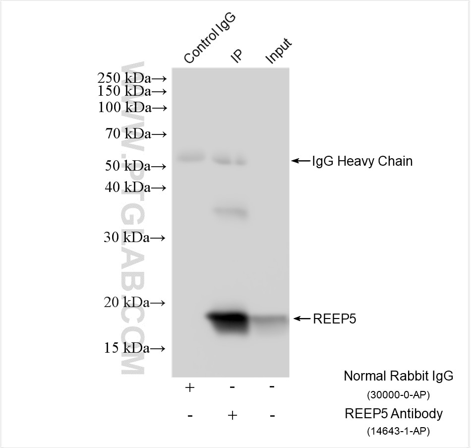 Immunoprecipitation (IP) experiment of HeLa cells using REEP5 Polyclonal antibody (14643-1-AP)