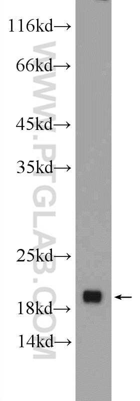 Western Blot (WB) analysis of mouse brain tissue using REEP5 Polyclonal antibody (14643-1-AP)