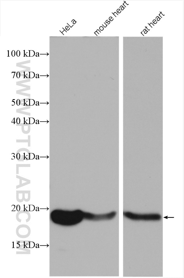 Western Blot (WB) analysis of various lysates using REEP5 Polyclonal antibody (14643-1-AP)