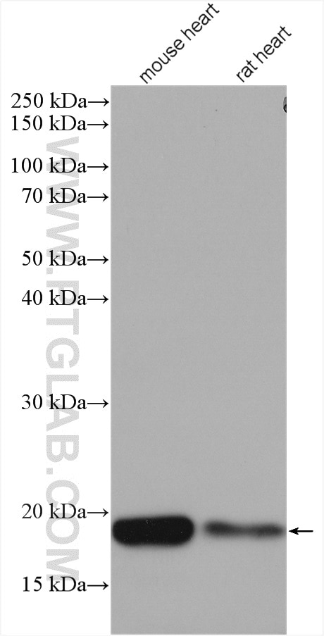 Western Blot (WB) analysis of various lysates using REEP5 Polyclonal antibody (14643-1-AP)