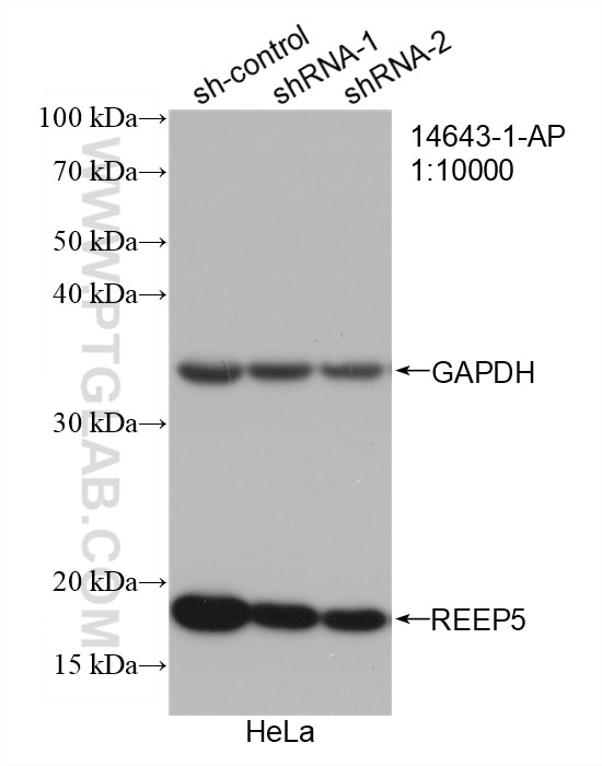 Western Blot (WB) analysis of HeLa cells using REEP5 Polyclonal antibody (14643-1-AP)