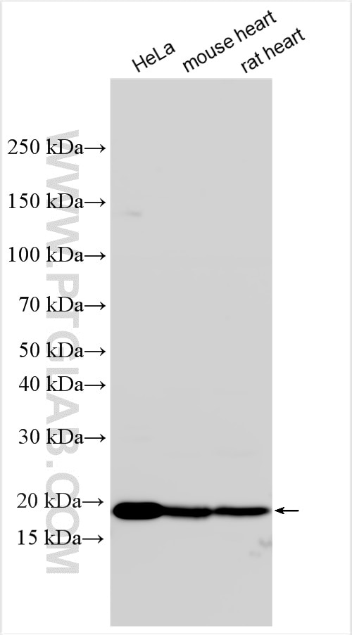 Western Blot (WB) analysis of various lysates using REEP5 Polyclonal antibody (14643-1-AP)