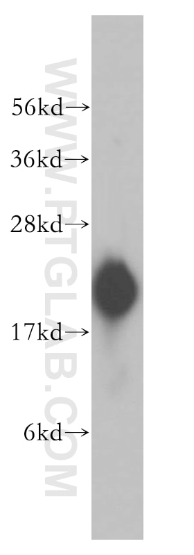 Western Blot (WB) analysis of human liver tissue using REEP5 Polyclonal antibody (14643-1-AP)