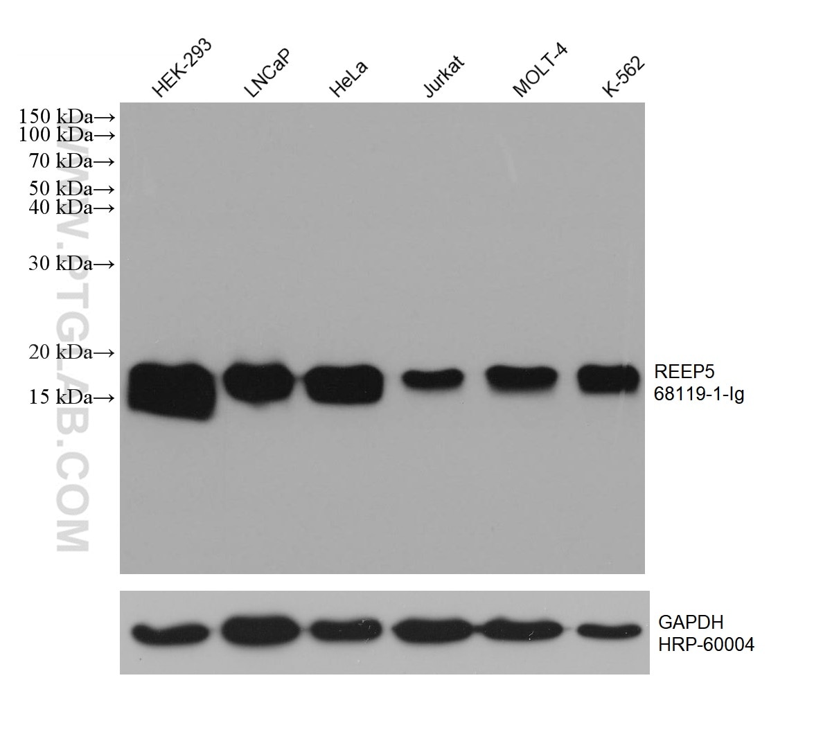 Western Blot (WB) analysis of various lysates using REEP5 Monoclonal antibody (68119-1-Ig)