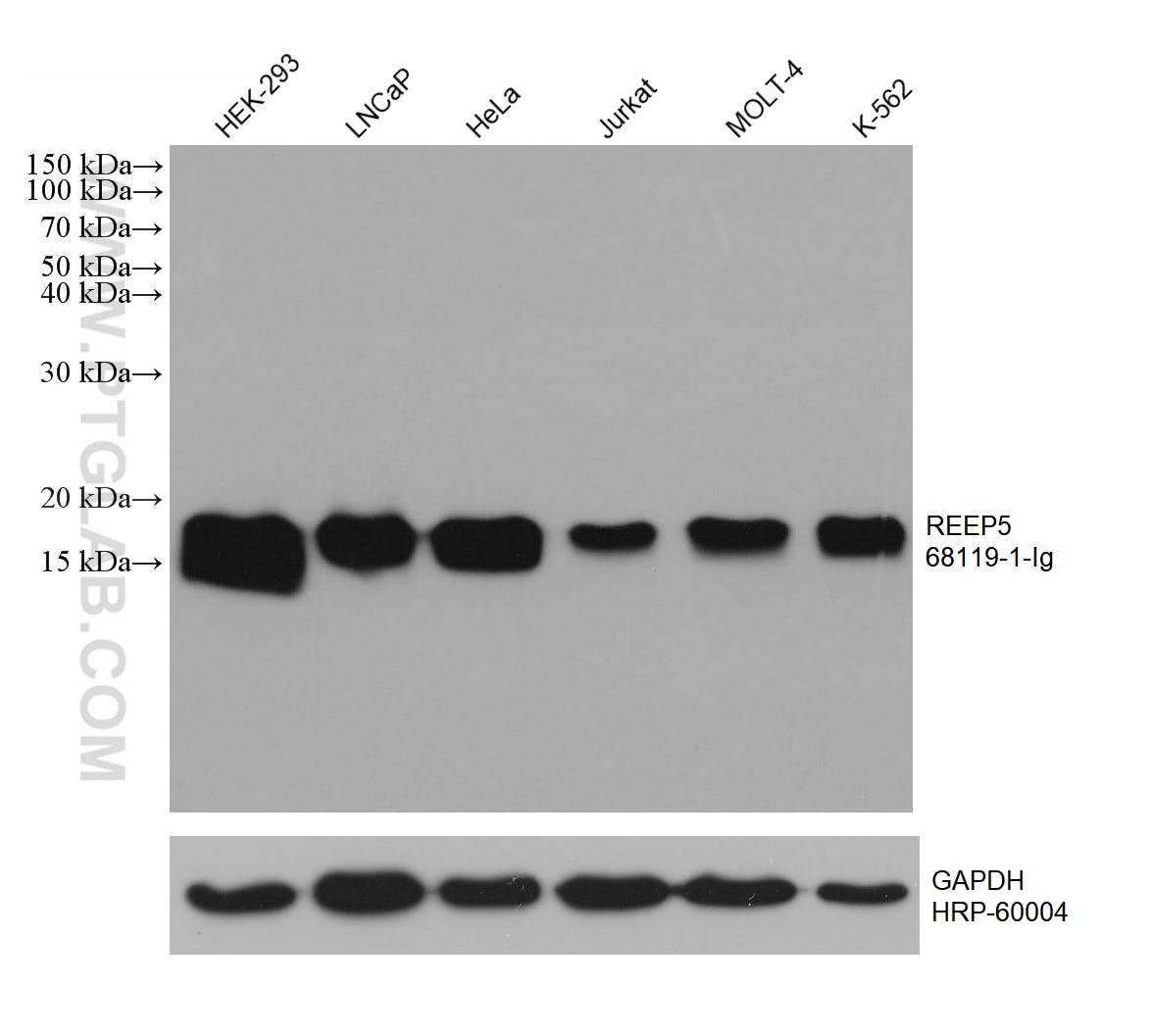 WB analysis using 68119-1-Ig