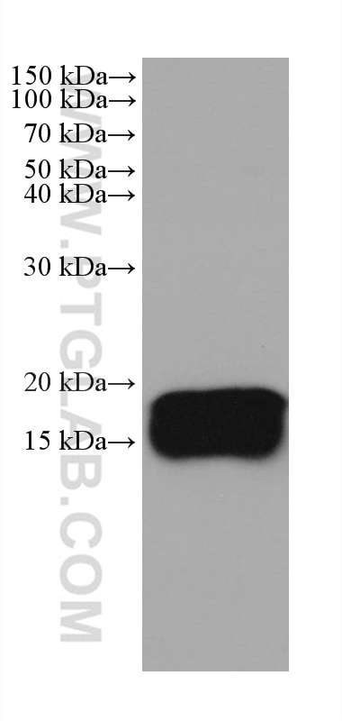 Western Blot (WB) analysis of pig heart tissue using REEP5 Monoclonal antibody (68119-1-Ig)