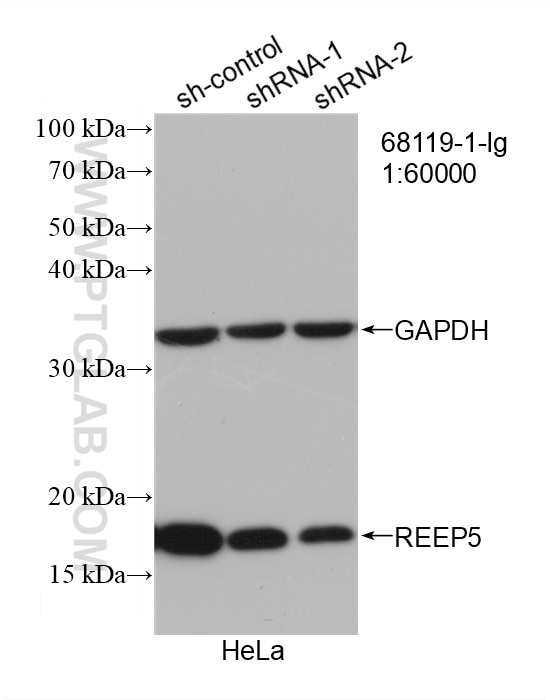 Western Blot (WB) analysis of HeLa cells using REEP5 Monoclonal antibody (68119-1-Ig)