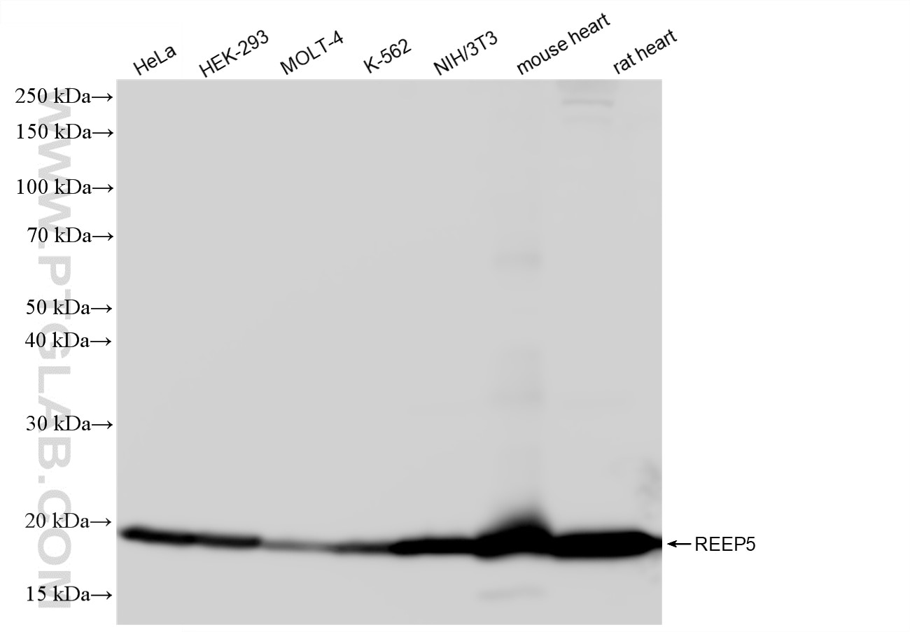 WB analysis using 86849-1-RR Western Blot (WB) analysis of various lysates using REEP5 Recombinant monoclonal antibody (86849-1-RR)
