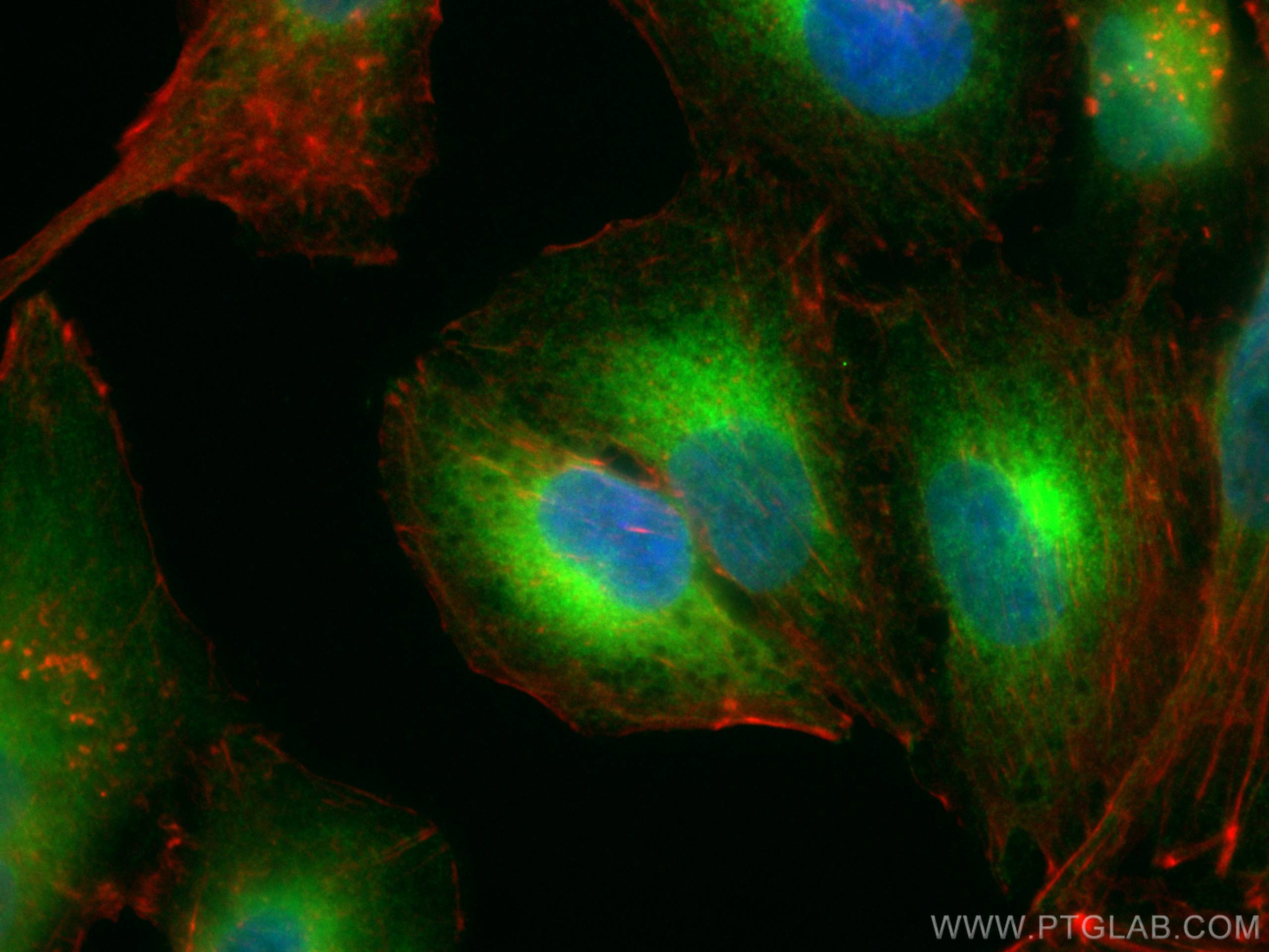 Immunofluorescence (IF) / fluorescent staining of A549 cells using CoraLite® Plus 488-conjugated REEP5 Polyclonal ant (CL488-14643)
