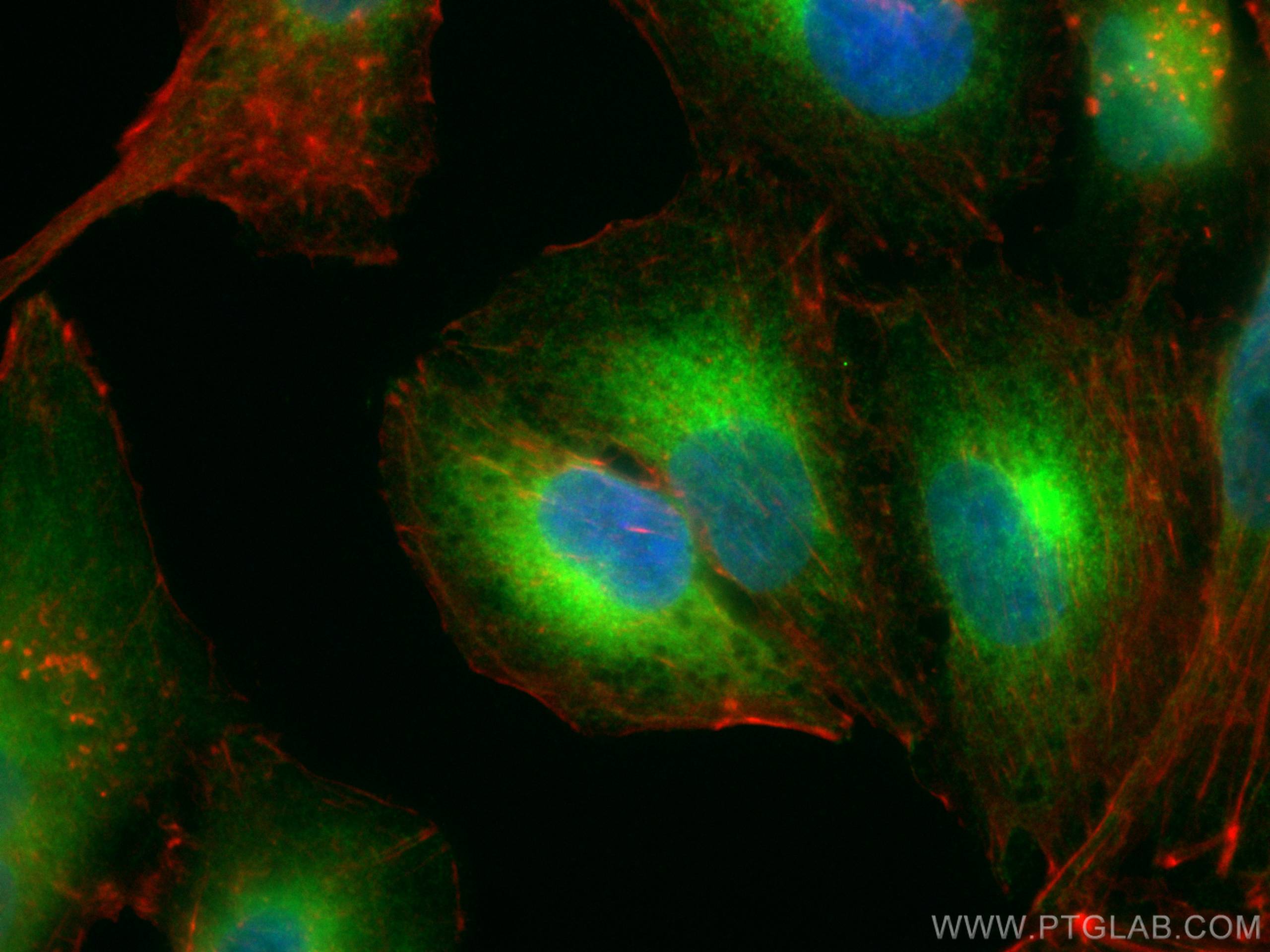 IF Staining of A549 using CL488-14643