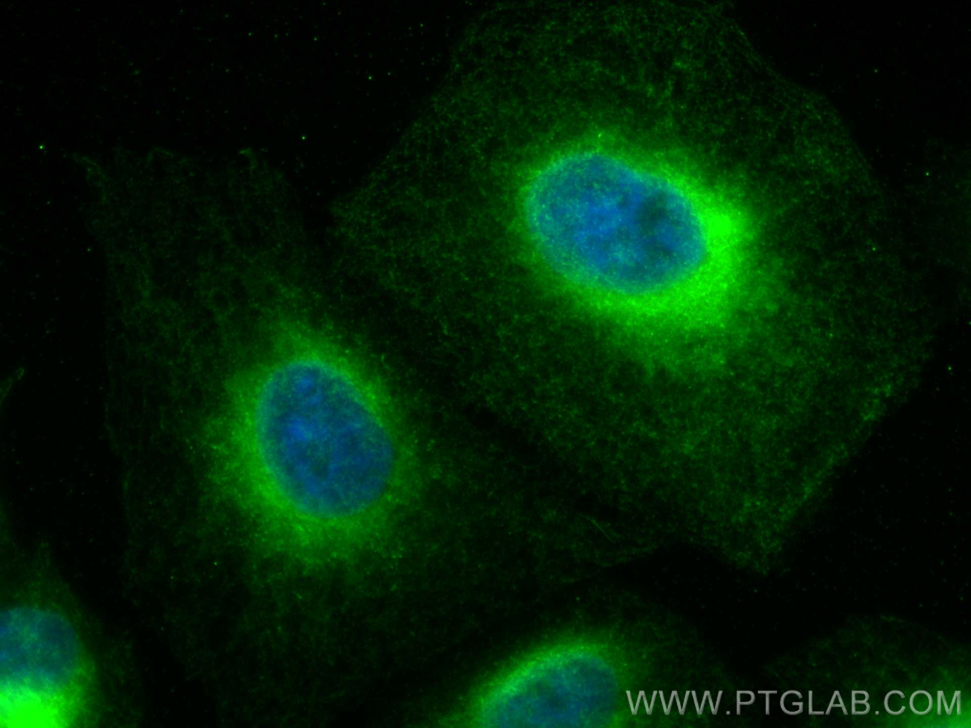 Immunofluorescence (IF) / fluorescent staining of A549 cells using CoraLite® Plus 488-conjugated REEP5 Monoclonal ant (CL488-68119)