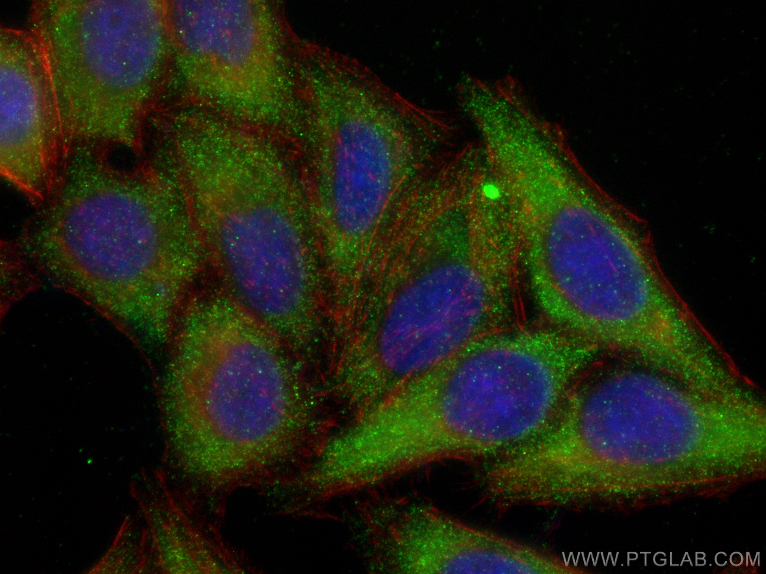 Immunofluorescence (IF) / fluorescent staining of HepG2 cells using REEP6 Polyclonal antibody (12088-1-AP)