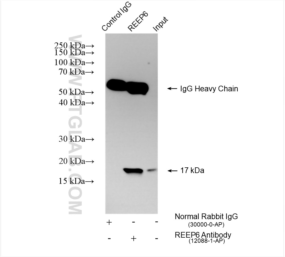 Immunoprecipitation (IP) experiment of BxPC-3 cells using REEP6 Polyclonal antibody (12088-1-AP)