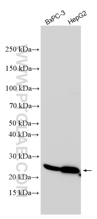 Western Blot (WB) analysis of various lysates using REEP6 Polyclonal antibody (12088-1-AP)
