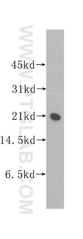 Western Blot (WB) analysis of BxPC-3 cells using REEP6 Polyclonal antibody (12088-1-AP)