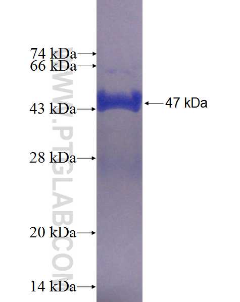 REEP6 fusion protein Ag2723 SDS-PAGE