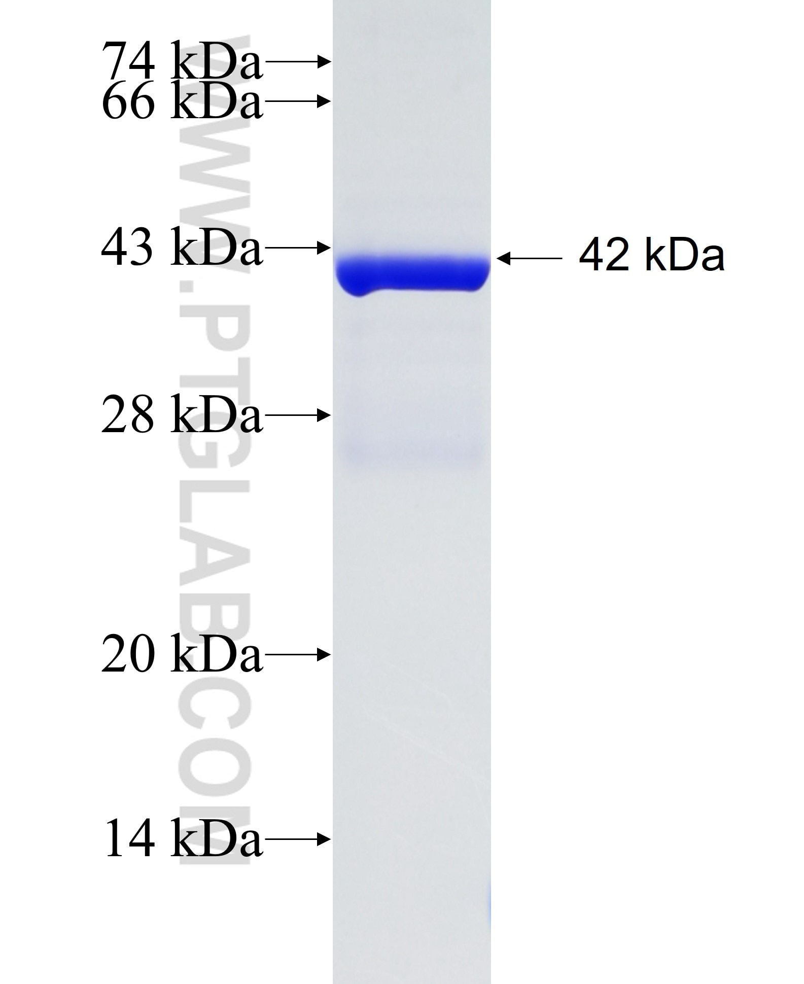 REEP6 fusion protein Ag2723 SDS-PAGE