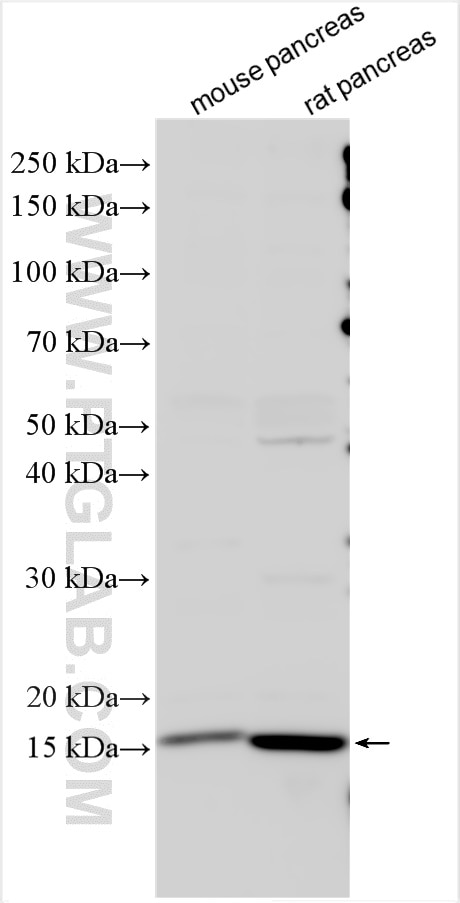 Western Blot (WB) analysis of various lysates using REG Polyclonal antibody (15850-1-AP)