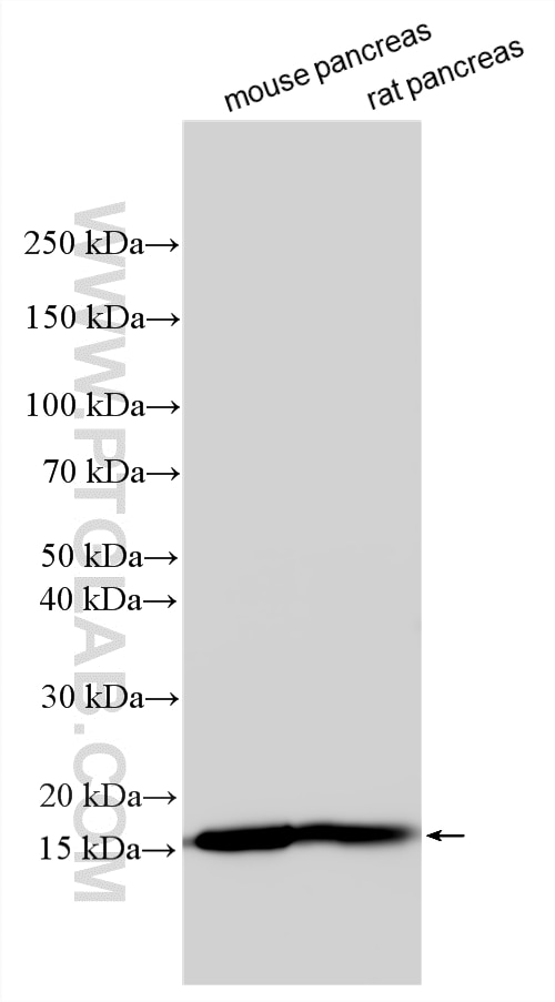 Western Blot (WB) analysis of various lysates using REG Polyclonal antibody (33428-1-AP)