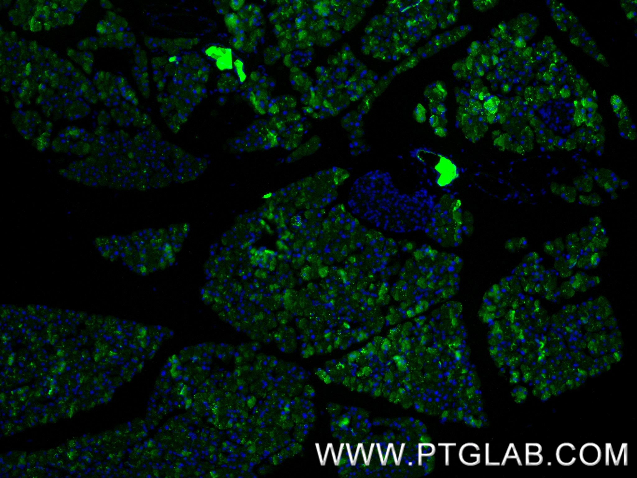 Immunofluorescence (IF) / fluorescent staining of mouse pancreas tissue using REG Recombinant antibody (84287-3-RR)