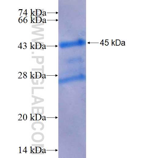 REG fusion protein Ag8640 SDS-PAGE