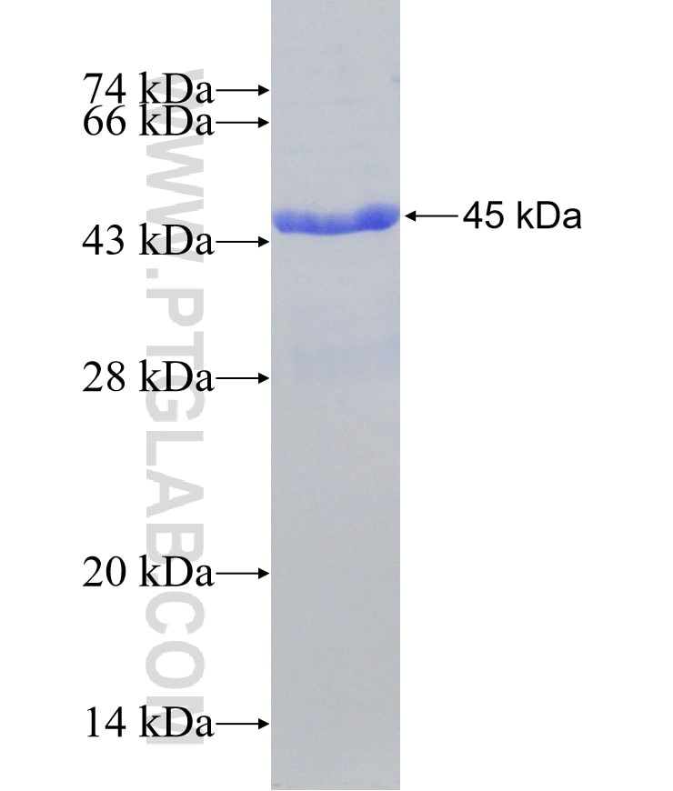 REG3A fusion protein Ag4508 SDS-PAGE