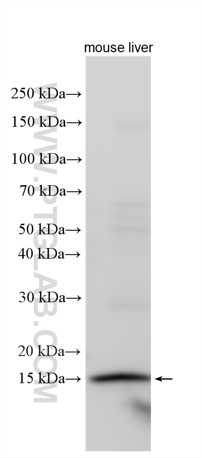mouse liver tissue were subjected to SDS PAGE followed by western blot with 12268-1-AP (REG4 antibody) at dilution of 1:1000 incubated at room temperature for 1.5 hours. Western Blot (WB) analysis of various lysates using REG4 Polyclonal antibody (12268-1-AP)