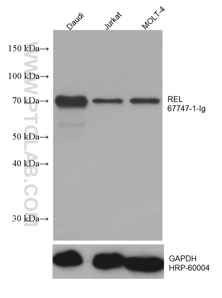 Western Blot (WB) analysis of various lysates using REL Monoclonal antibody (67747-1-Ig)