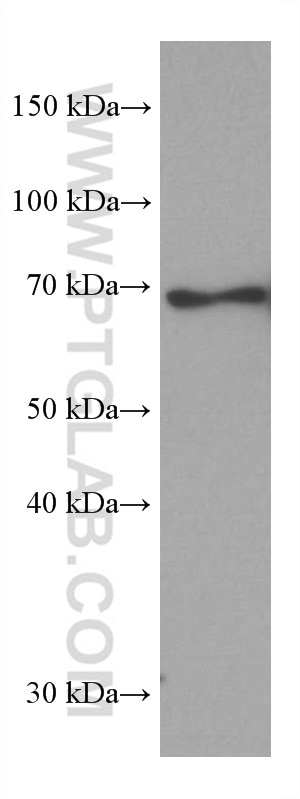 Western Blot (WB) analysis of HEK-293 cells using REL Monoclonal antibody (67747-1-Ig)