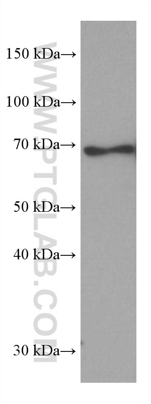WB analysis of HEK-293 using 67747-1-Ig
