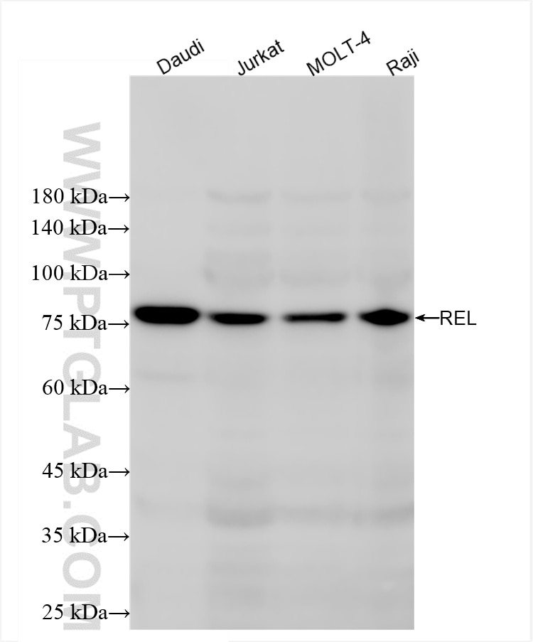 Western Blot (WB) analysis of various lysates using REL Recombinant antibody (86140-1-RR)