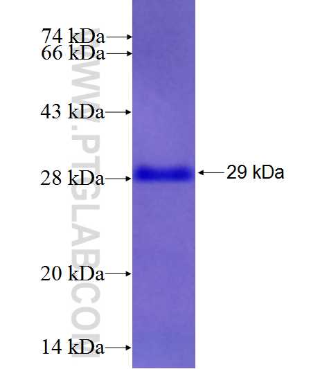 REL fusion protein Ag26803 SDS-PAGE