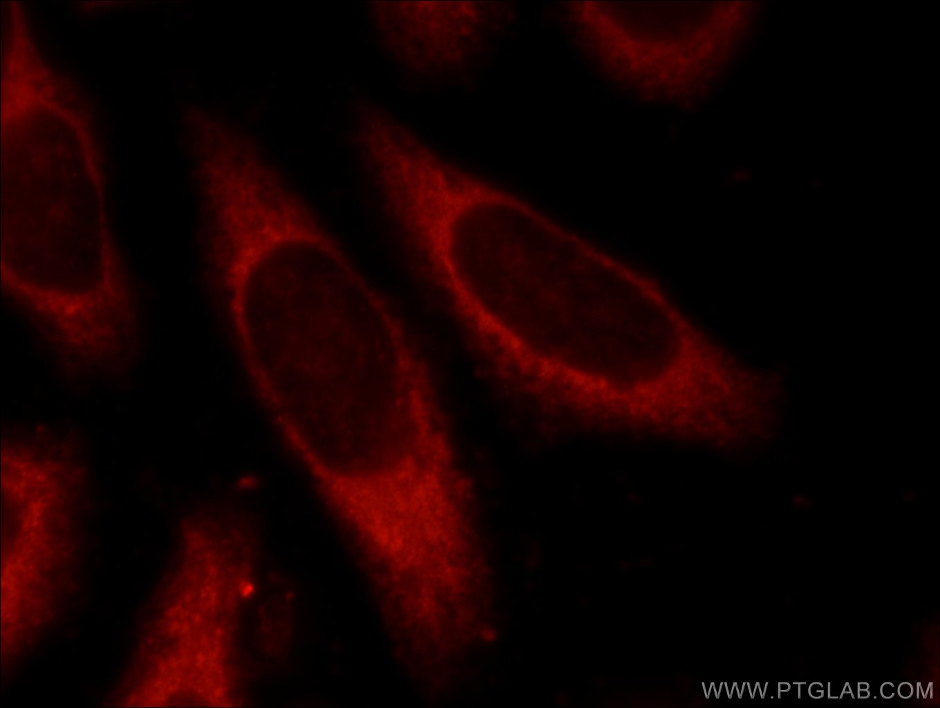 Immunofluorescence (IF) / fluorescent staining of HeLa cells using RELB Polyclonal antibody (25027-1-AP)