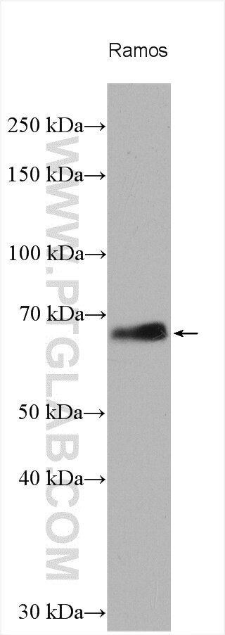Western Blot (WB) analysis of various lysates using RELB Polyclonal antibody (25027-1-AP)