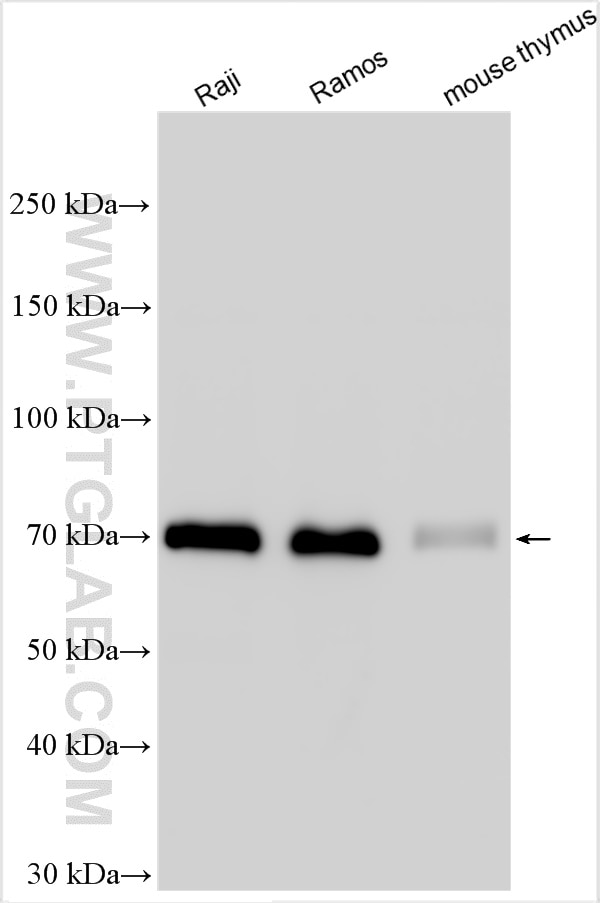 Western Blot (WB) analysis of various lysates using RELB Polyclonal antibody (25027-1-AP)