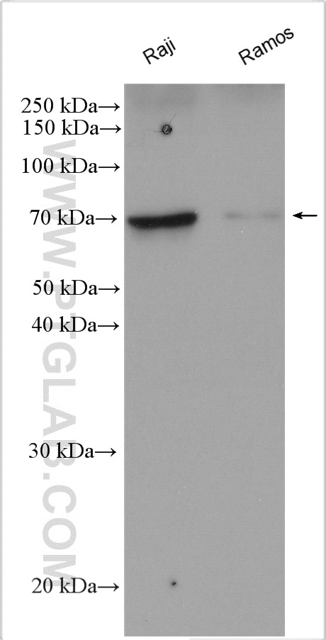 Western Blot (WB) analysis of various lysates using RELB Polyclonal antibody (29601-1-AP)