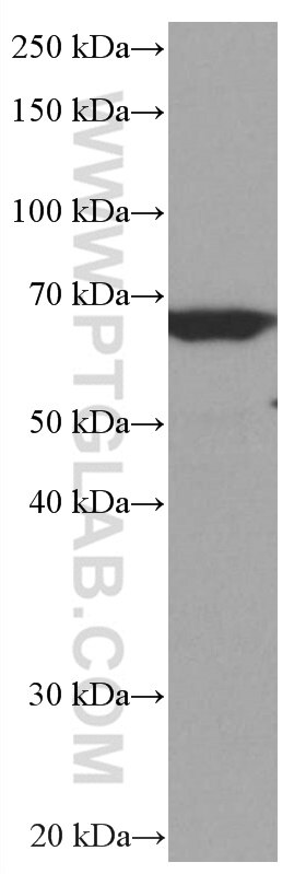 Western Blot (WB) analysis of Raji cells using RELB Monoclonal antibody (66947-1-Ig)