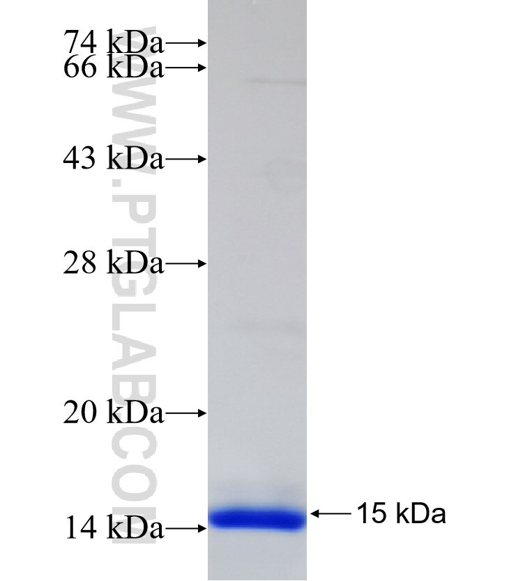 RELB fusion protein Ag30291 SDS-PAGE