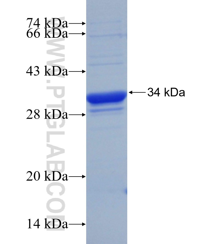 RELB fusion protein Ag30334 SDS-PAGE